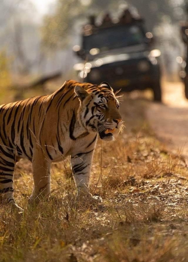 Tiger Safari During Summer in Rajasthan